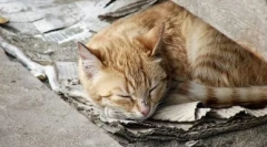 Ako sa vyskytnúť priateľov v tej istej mačke a mačke